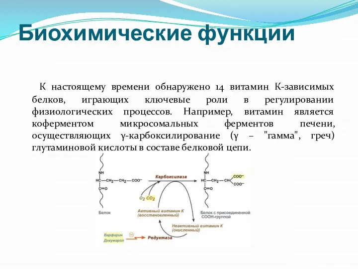 Биохимические функции К настоящему времени обнаружено 14 витамин К-зависимых белков, играющих