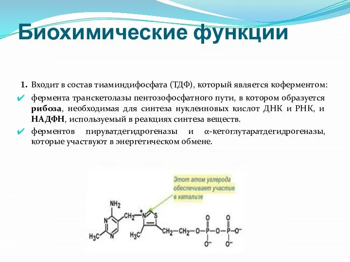 Биохимические функции 1. Входит в состав тиаминдифосфата (ТДФ), который является коферментом: