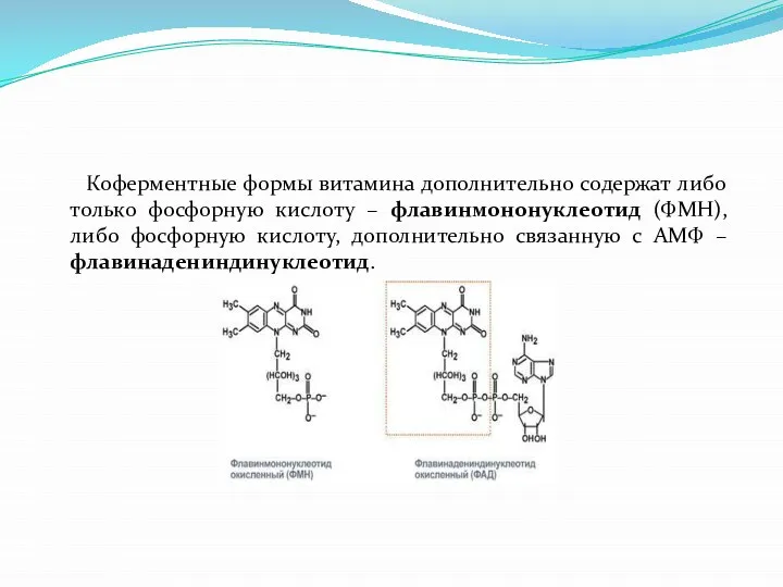 Коферментные формы витамина дополнительно содержат либо только фосфорную кислоту – флавинмононуклеотид