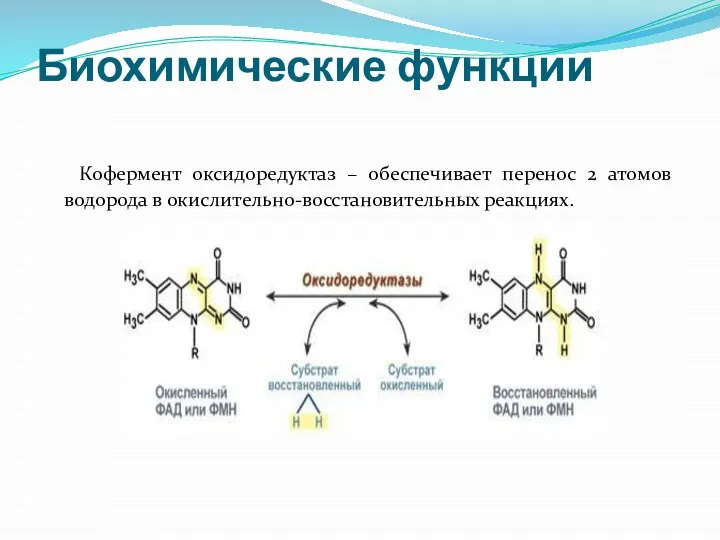 Биохимические функции Кофермент оксидоредуктаз – обеспечивает перенос 2 атомов водорода в окислительно-восстановительных реакциях.