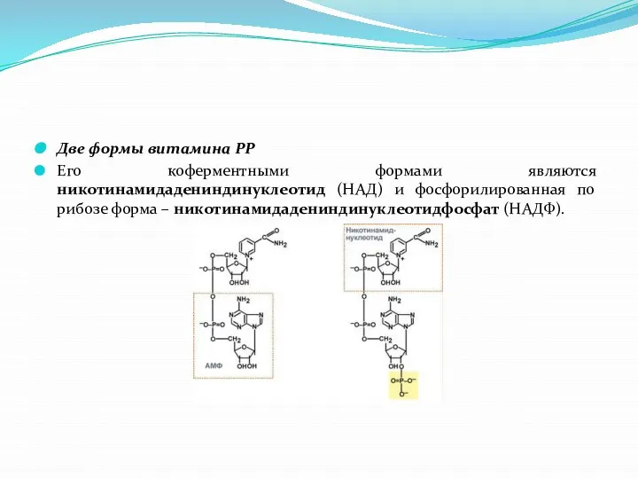 Две формы витамина РР Его коферментными формами являются никотинамидадениндинуклеотид (НАД) и