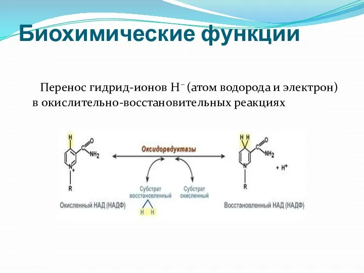 Биохимические функции Перенос гидрид-ионов Н– (атом водорода и электрон) в окислительно-восстановительных реакциях