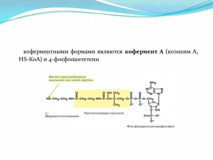 коферментными формами являются кофермент А (коэнзим А, HS-КоА) и 4-фосфопантетеин