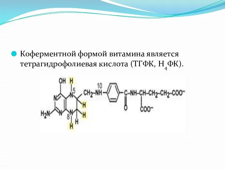 Коферментной формой витамина является тетрагидрофолиевая кислота (ТГФК, Н4ФК).