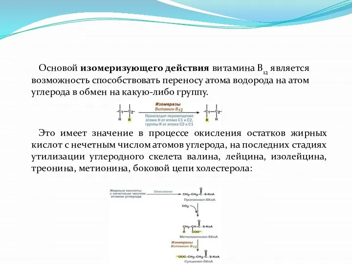 Основой изомеризующего действия витамина В12 является возможность способствовать переносу атома водорода