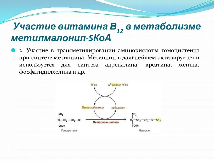 Участие витамина В12 в метаболизме метилмалонил-SКоА 2. Участие в трансметилировании аминокислоты