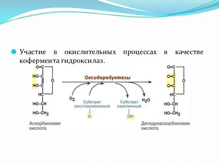 Участие в окислительных процессах в качестве кофермента гидроксилаз.