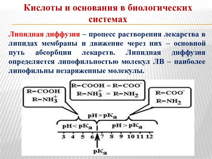 Кислоты и основания в биологических системах Липидная диффузия – процесс растворения