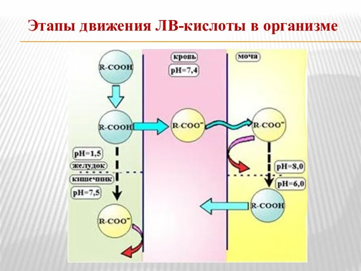 Этапы движения ЛВ-кислоты в организме