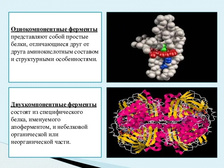 Однокомпонентные ферменты представляют собой простые белки, отличающиеся друг от друга аминокислотным