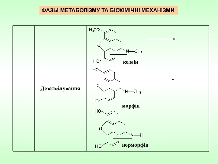 кодеін морфін Дезалкілування норморфін ФАЗЫ МЕТАБОЛІЗМУ ТА БІОХІМІЧНІ МЕХАНІЗМИ