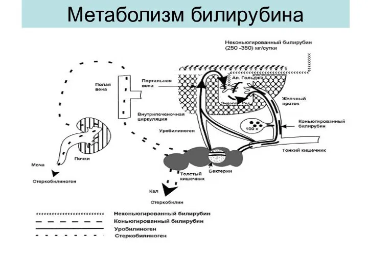 Метаболизм билирубина