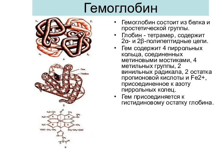 Гемоглобин состоит из белка и простетической группы. Глобин - тетрамер, содержит