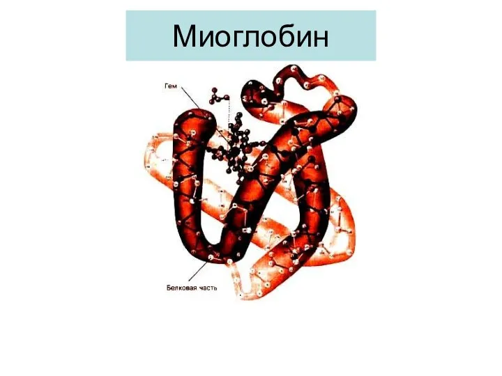 Миоглобин