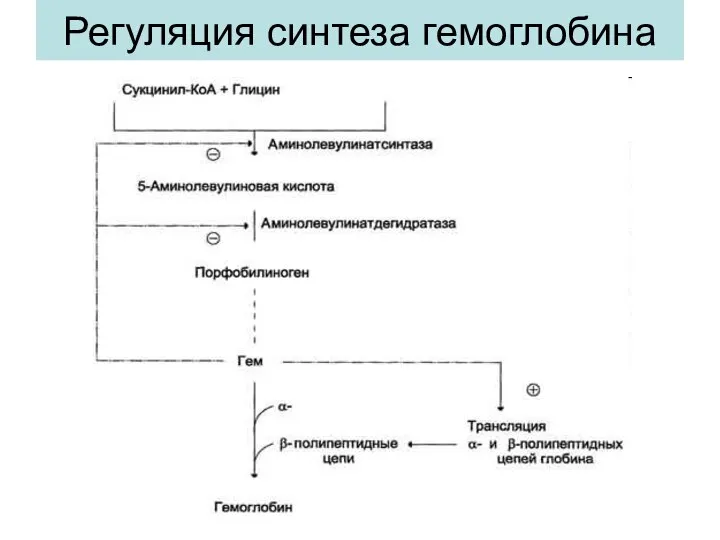 Регуляция синтеза гемоглобина