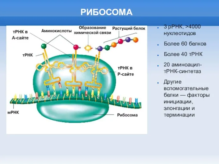 РИБОСОМА 3 рРНК, >4000 нуклеотидов Более 60 белков Более 40 тРНК