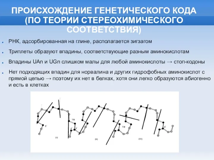 ПРОИСХОЖДЕНИЕ ГЕНЕТИЧЕСКОГО КОДА (ПО ТЕОРИИ СТЕРЕОХИМИЧЕСКОГО СООТВЕТСТВИЯ) РНК, адсорбированная на глине,