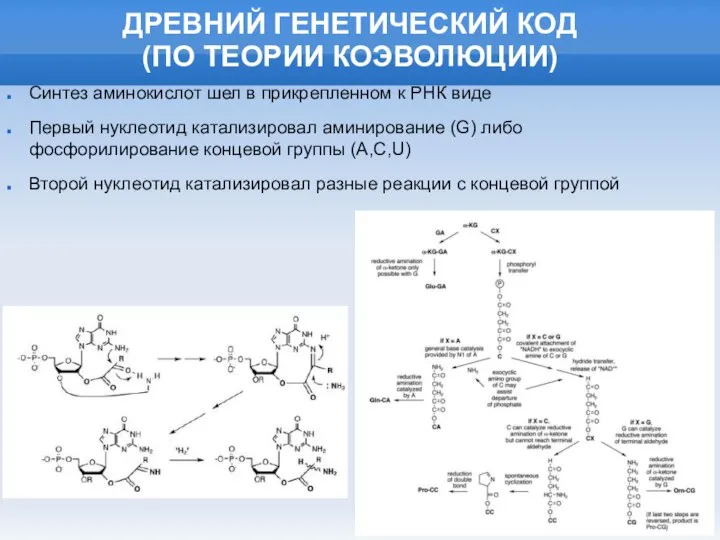 ДРЕВНИЙ ГЕНЕТИЧЕСКИЙ КОД (ПО ТЕОРИИ КОЭВОЛЮЦИИ) Синтез аминокислот шел в прикрепленном