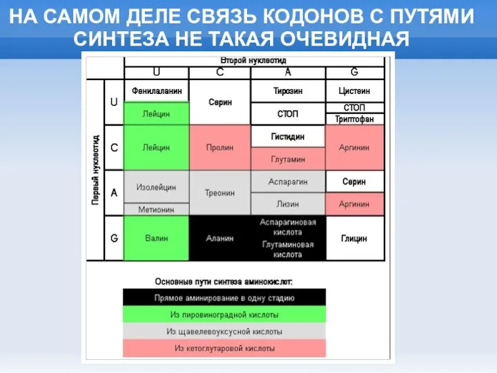 НА САМОМ ДЕЛЕ СВЯЗЬ КОДОНОВ С ПУТЯМИ СИНТЕЗА НЕ ТАКАЯ ОЧЕВИДНАЯ