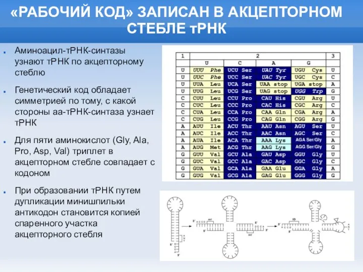 «РАБОЧИЙ КОД» ЗАПИСАН В АКЦЕПТОРНОМ СТЕБЛЕ тРНК Аминоацил-тРНК-синтазы узнают тРНК по