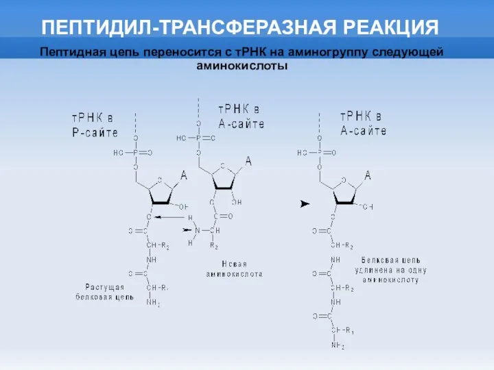 ПЕПТИДИЛ-ТРАНСФЕРАЗНАЯ РЕАКЦИЯ Пептидная цепь переносится с тРНК на аминогруппу следующей аминокислоты