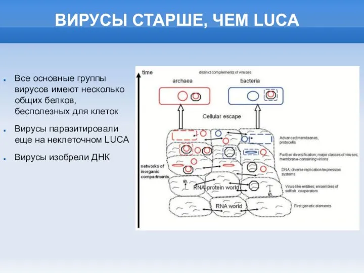 ВИРУСЫ СТАРШЕ, ЧЕМ LUCA Все основные группы вирусов имеют несколько общих