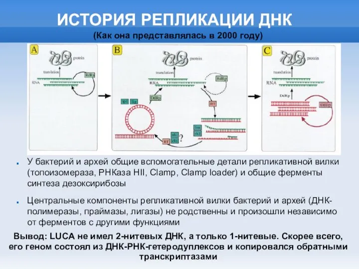 ИСТОРИЯ РЕПЛИКАЦИИ ДНК У бактерий и архей общие вспомогательные детали репликативной