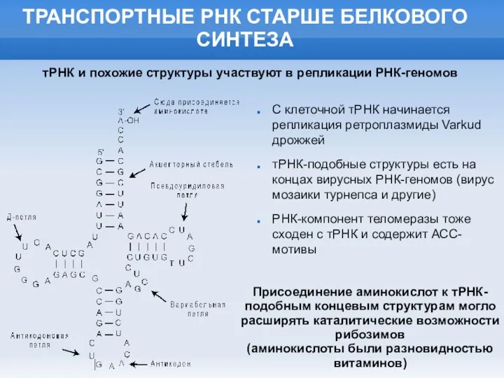 ТРАНСПОРТНЫЕ РНК СТАРШЕ БЕЛКОВОГО СИНТЕЗА С клеточной тРНК начинается репликация ретроплазмиды