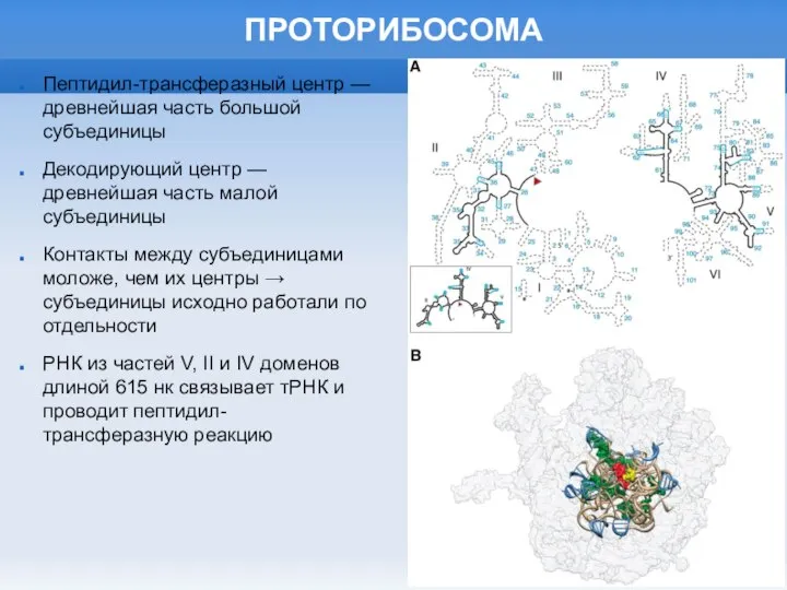 ПРОТОРИБОСОМА Пептидил-трансферазный центр — древнейшая часть большой субъединицы Декодирующий центр —