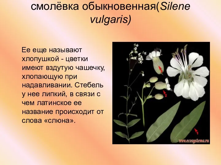 смолёвка обыкновенная(Silene vulgaris) Ее еще называют хлопушкой - цветки имеют вздутую