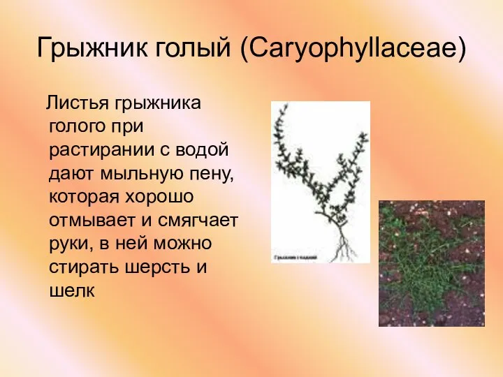 Грыжник голый (Caryophyllaceae) Листья грыжника голого при растирании с водой дают