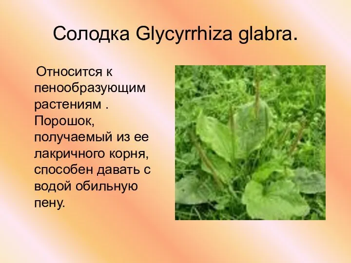 Солодка Glycyrrhiza glabra. Относится к пенообразующим растениям . Порошок, получаемый из