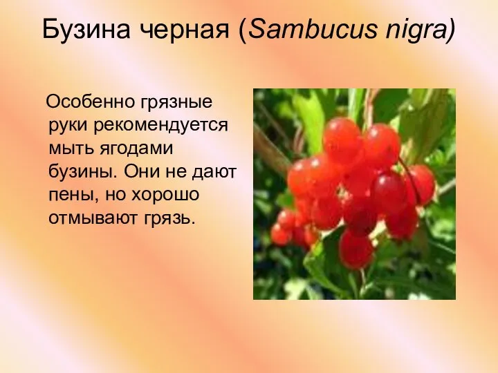 Бузина черная (Sambucus nigra) Особенно грязные руки рекомендуется мыть ягодами бузины.