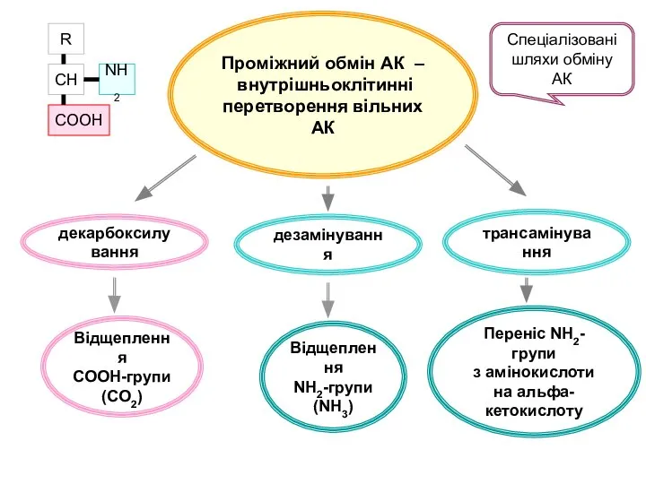 Проміжний обмін АК – внутрішньоклітинні перетворення вільних АК декарбоксилування Відщеплення NH2-групи