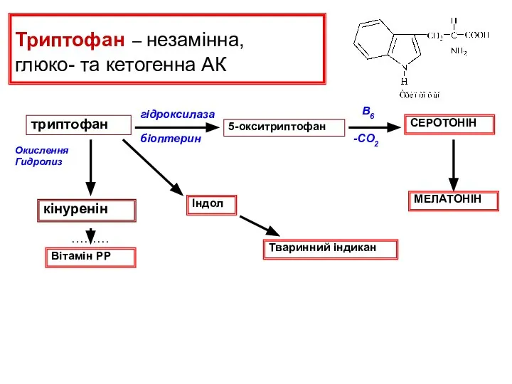 Триптофан – незамінна, глюко- та кетогенна АК біоптерин гідроксилаза 5-окситриптофан триптофан