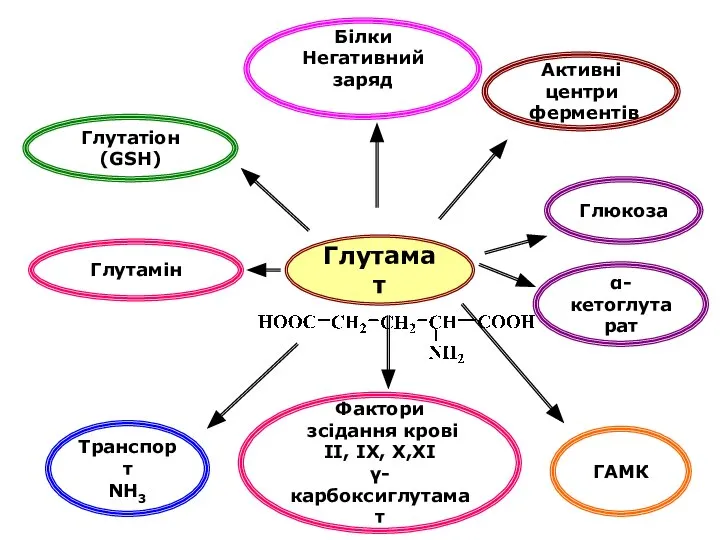 Глутамат Білки Негативний заряд Глутатіон (GSH) Фактори зсідання крові ІІ, ІХ,