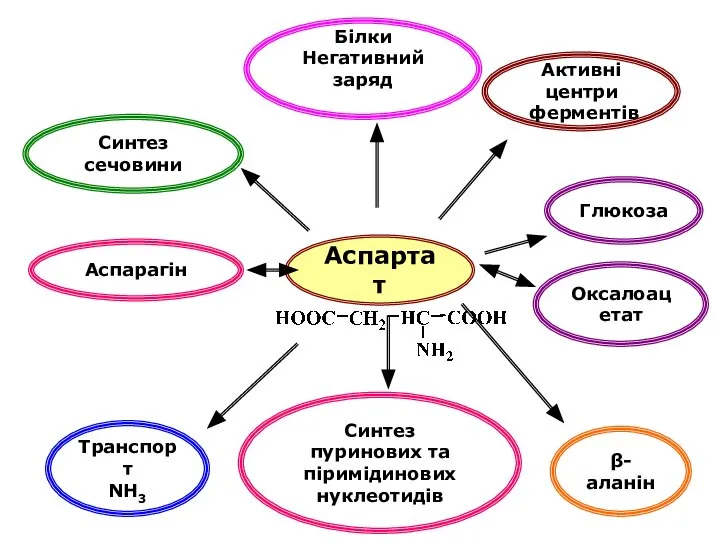 Аспартат Білки Негативний заряд Синтез сечовини Синтез пуринових та піримідинових нуклеотидів