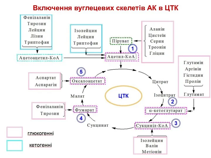 Включення вуглецевих скелетів АК в ЦТК