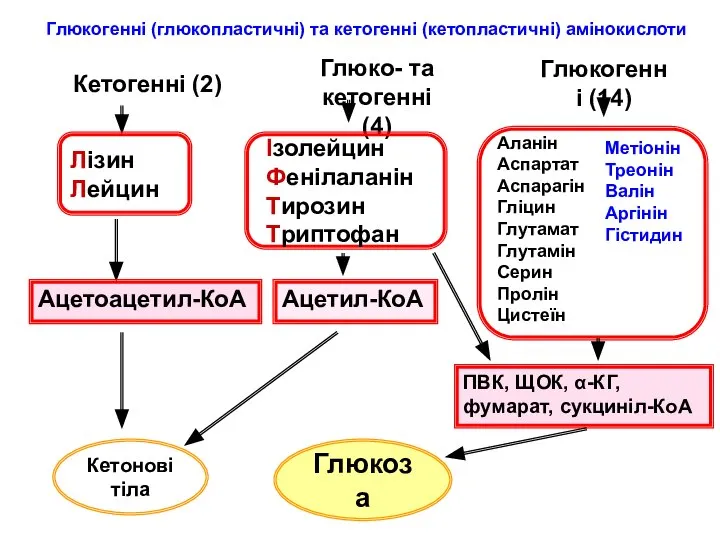 Кетогенні (2) Глюкогенні (14) Глюко- та кетогенні (4) Глюкогенні (глюкопластичні) та
