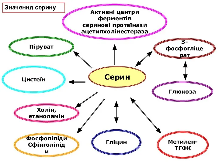 Серин Гліцин Піруват Холін, етаноламін Цистеїн З-фосфогліцерат Глюкоза Фосфоліпіди Сфінголіпіди Метилен-ТГФК