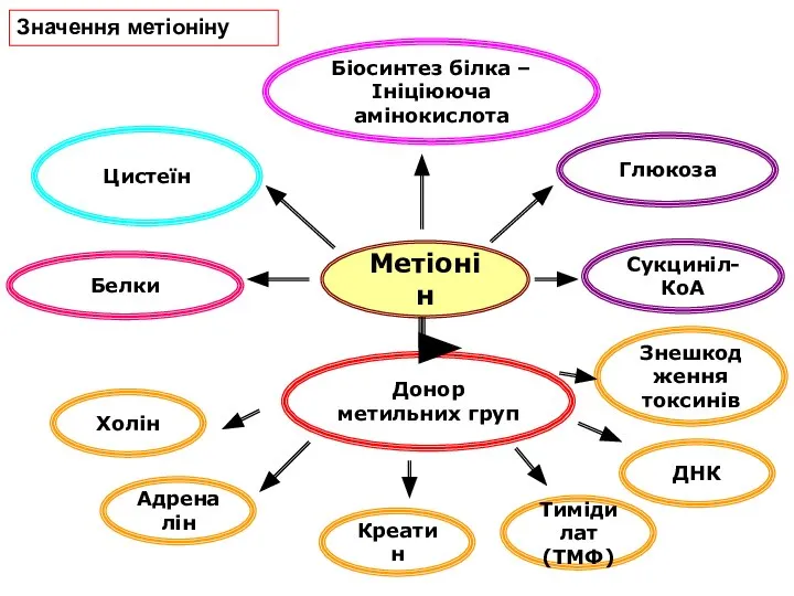 Метіонін Белки Цистеїн Глюкоза Холін Донор метильних груп Значення метіоніну Біосинтез