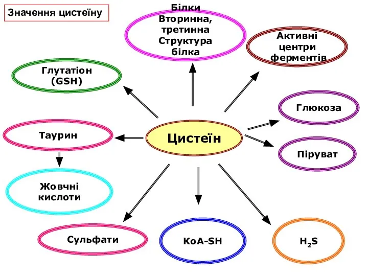 Цистеїн Білки Вторинна, третинна Структура білка Глутатіон (GSH) Таурин Жовчні кислоти