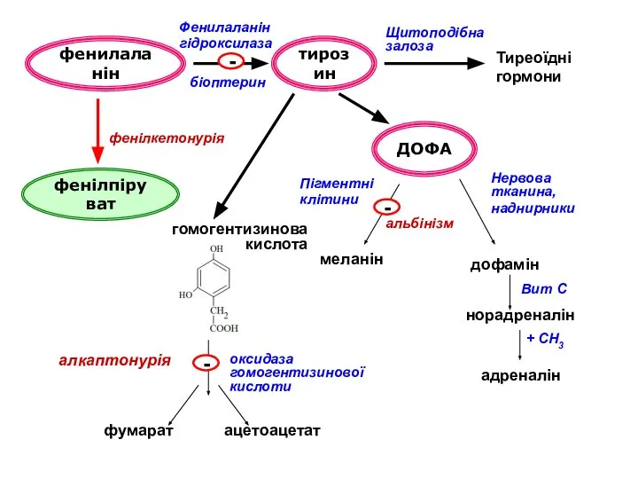 фенилаланін тирозин Тиреоїдні гормони Щитоподібна залоза ДОФА Пігментні клітини меланін Нервова
