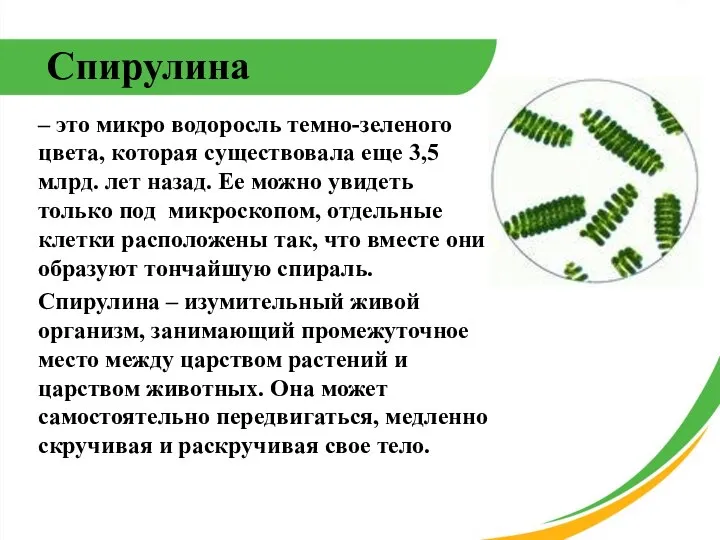 – это микро водоросль темно-зеленого цвета, которая существовала еще 3,5 млрд.