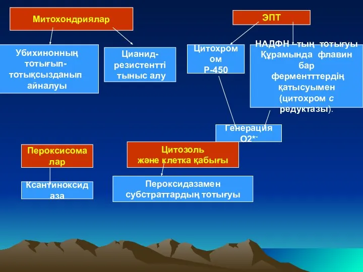 Митохондриялар Убихинонның тотығып- тотықсызданып айналуы Цианид- резистентті тыныс алу ЭПТ Цитохромом