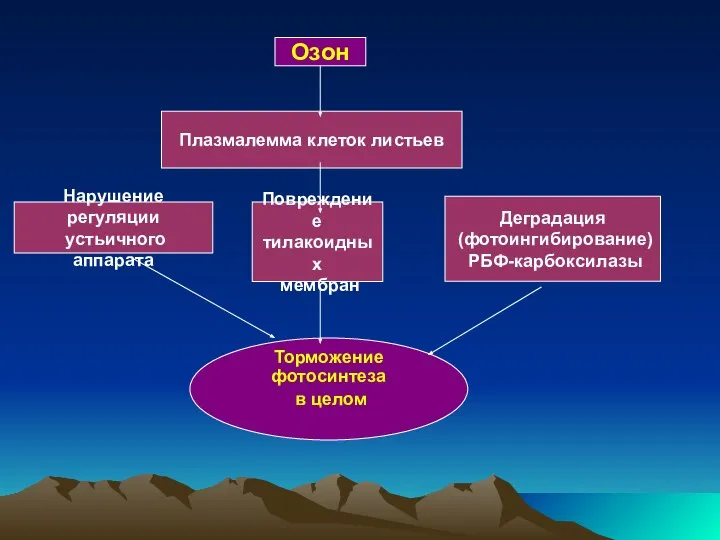 Озон Плазмалемма клеток листьев Нарушение регуляции устьичного аппарата Повреждение тилакоидных мембран