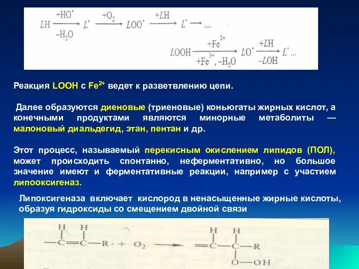 Реакция LООН с Fе2+ ведет к разветвлению цепи. Далее образуются диеновые