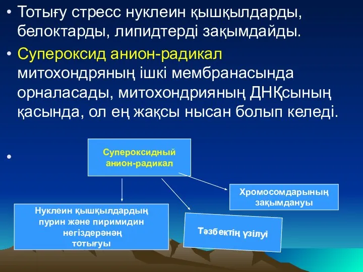 Тотығу стресс нуклеин қышқылдарды, белоктарды, липидтерді зақымдайды. Супероксид анион-радикал митохондряның ішкі