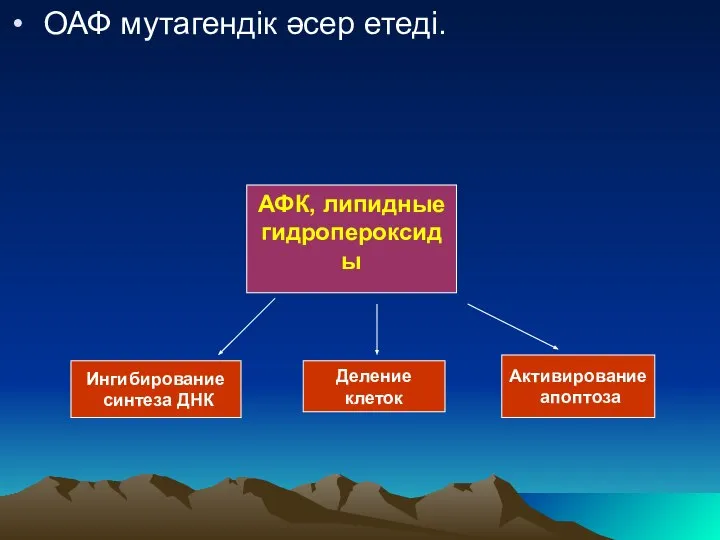 ОАФ мутагендік әсер етеді. АФК, липидные гидропероксиды Ингибирование синтеза ДНК Деление клеток Активирование апоптоза