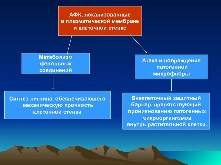 АФК, локализованные в плазматической мембране и клеточной стенке Атака и повреждение